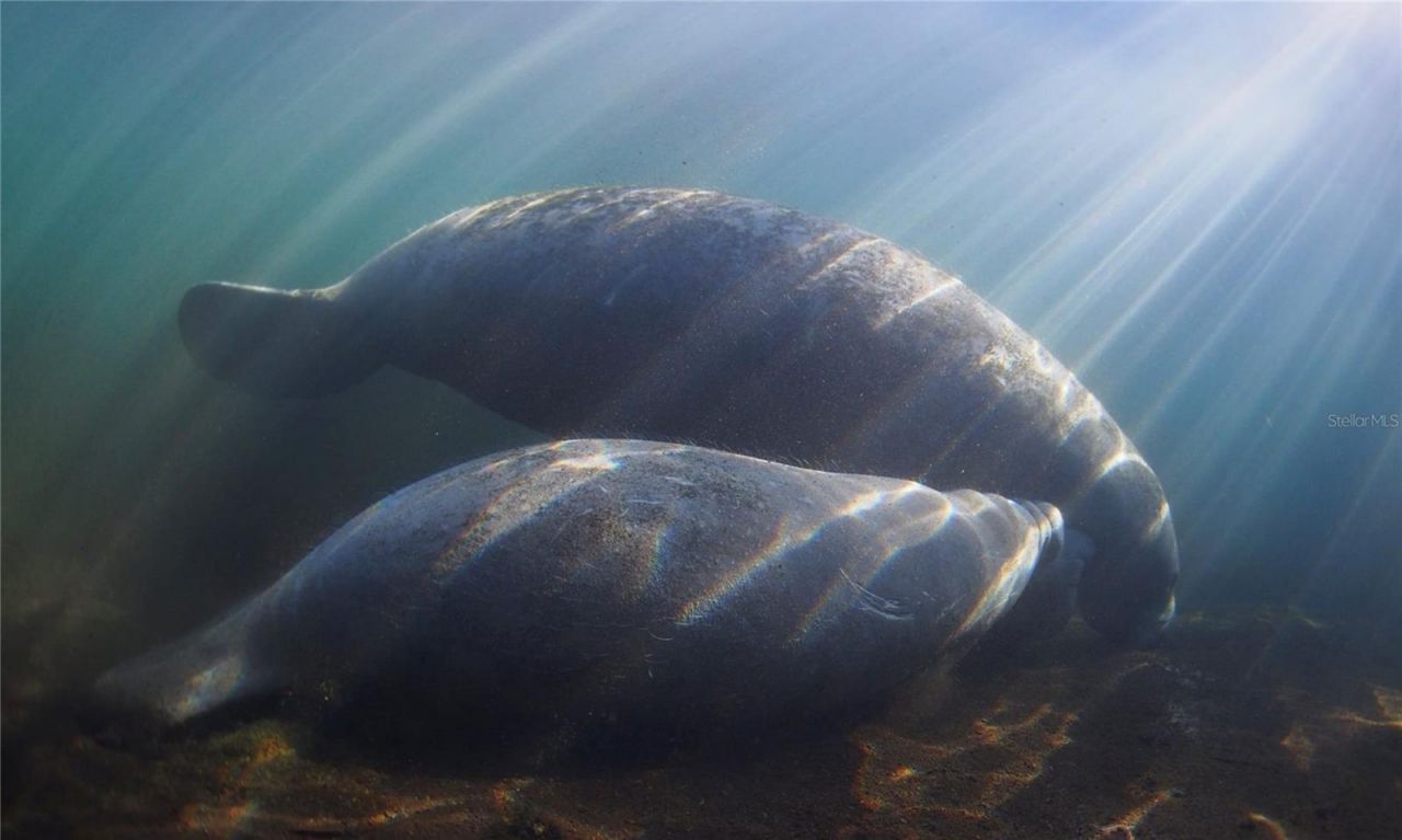 0 Marys Fish Camp Road, Spring Hill, FL 34607 Photo