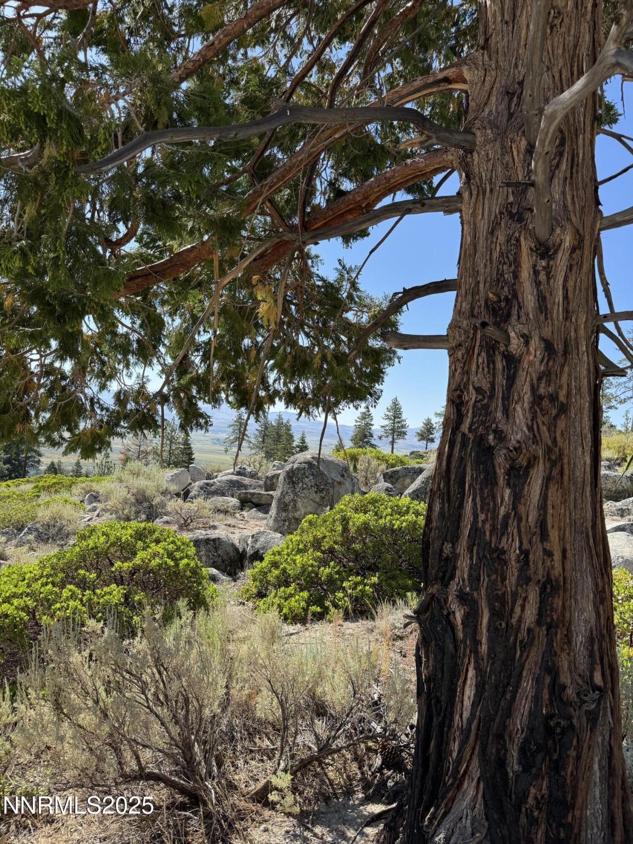 Tbd Kingsbury Grade, Gardnerville, NV 89460 Photo