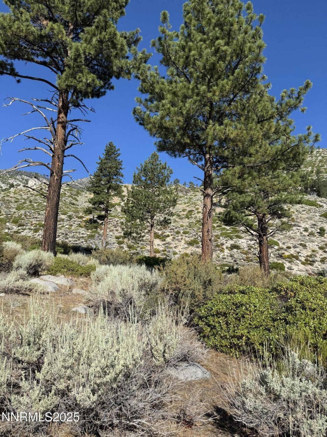 Tbd Kingsbury Grade, Gardnerville, NV 89460 Photo