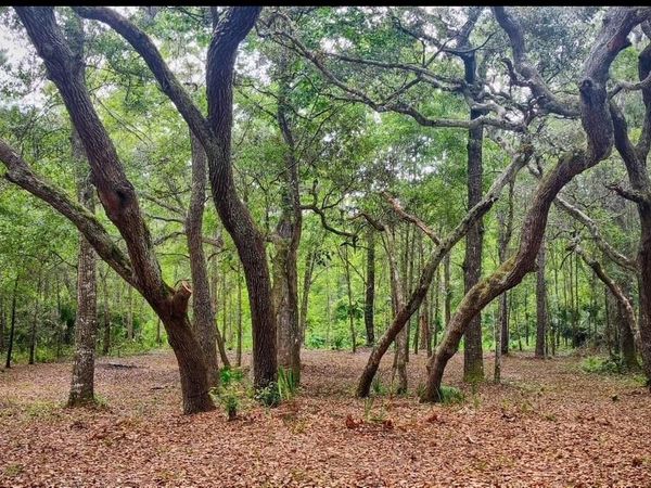 139 SLEEPY HOLLOW Drive, Interlachen, FL 32148