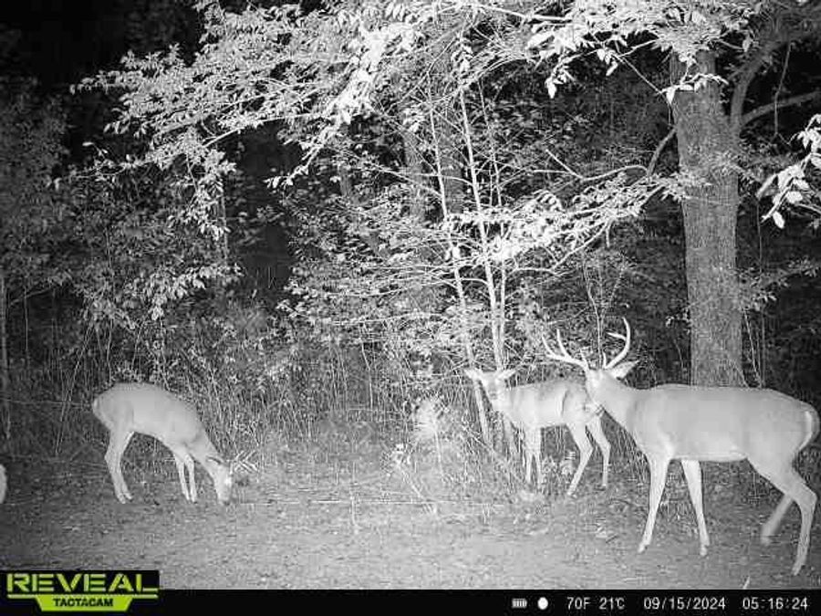 Property Image 96