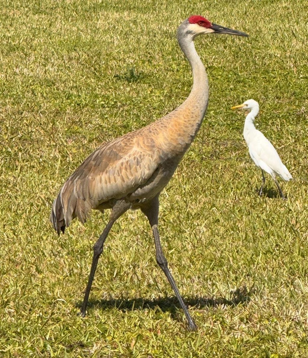 8904 Carrolwood Drive, Lakeland, FL 33810 Photo