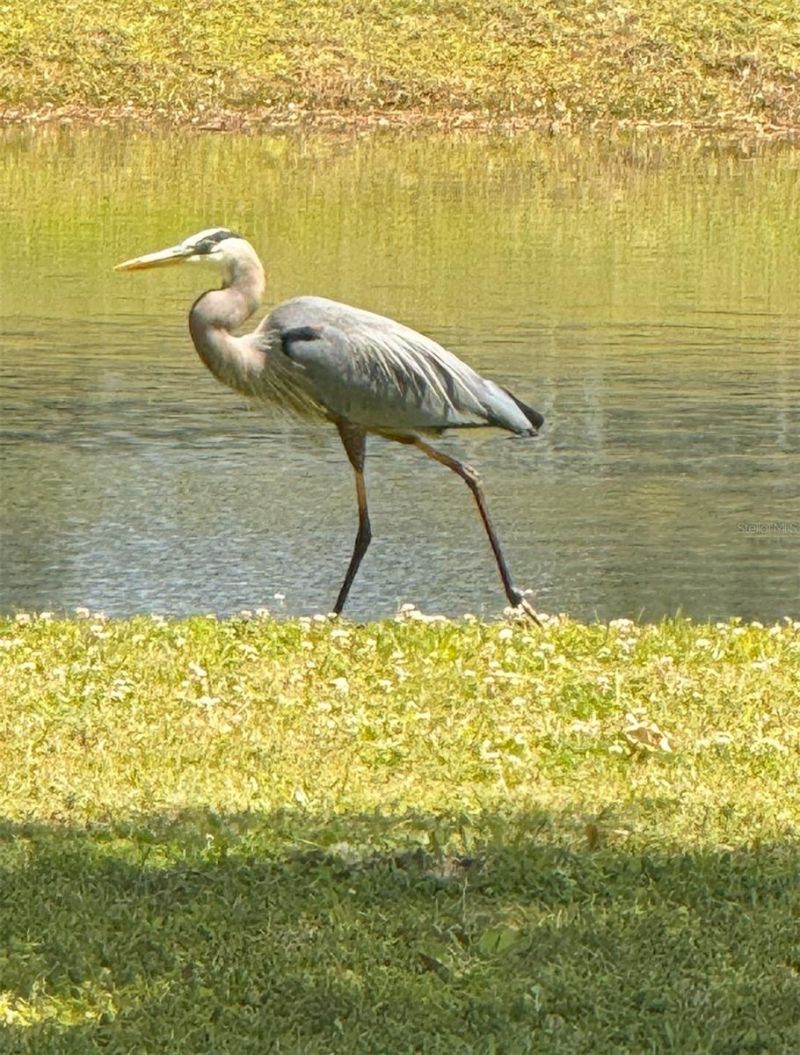 8904 Carrolwood Drive, Lakeland, FL 33810 Photo