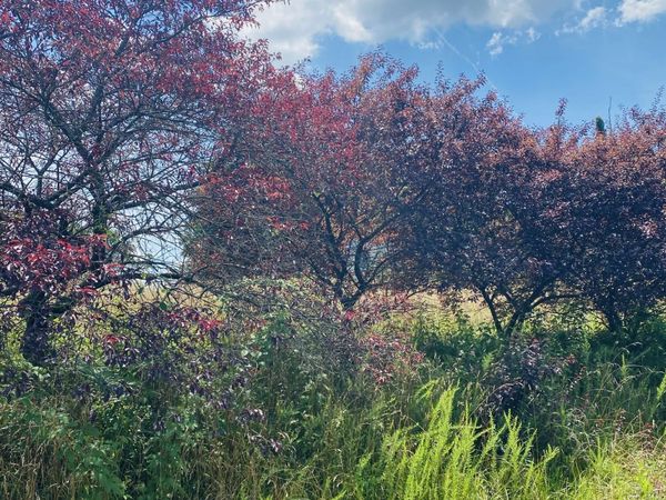 1005 Highpoint Ln, Chapmansboro, TN 37035