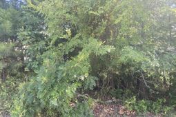 115 Beacon Point Road photo 4