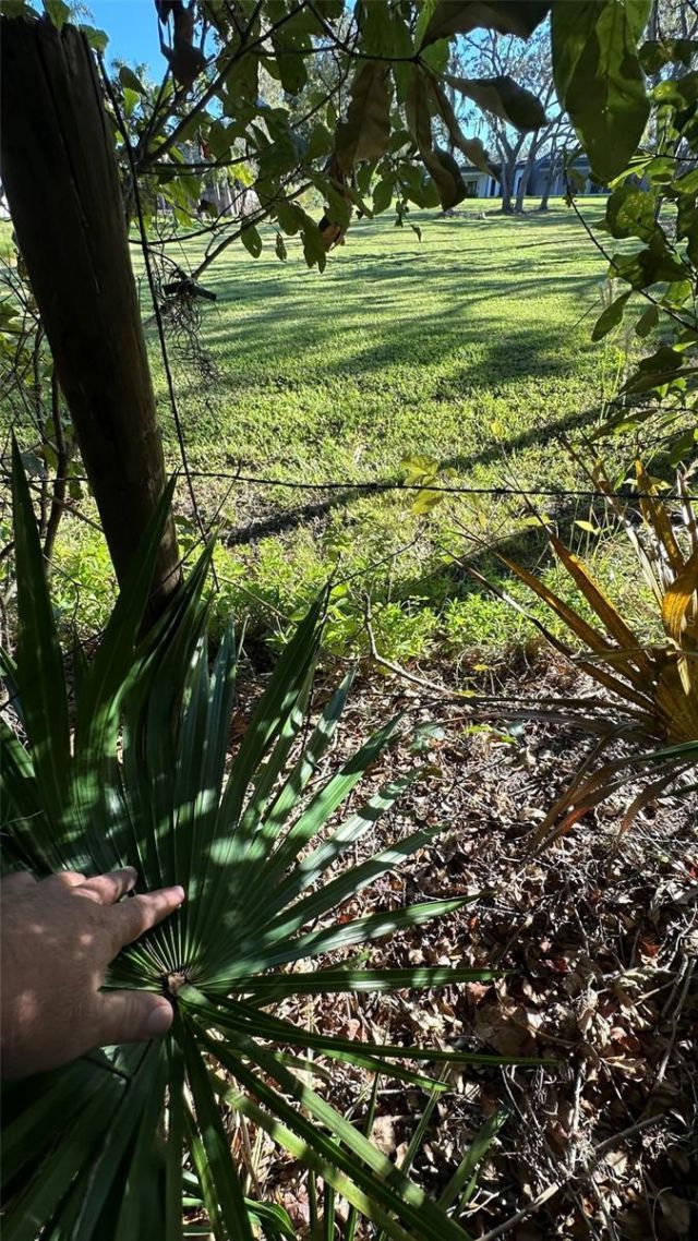 1676 Hermosa Drive, Palm Harbor, FL 34683 Photo