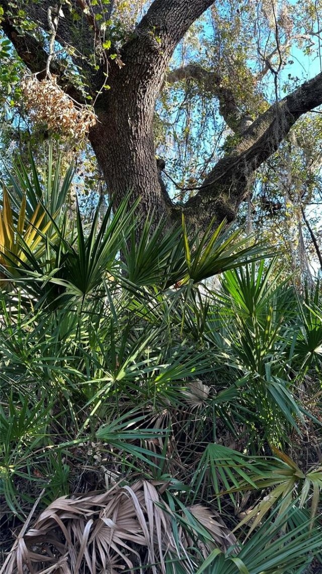 1676 Hermosa Drive, Palm Harbor, FL 34683 Photo