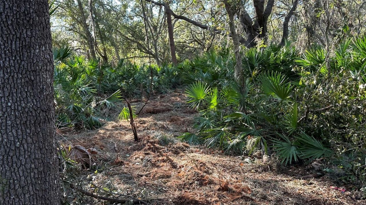 1676 Hermosa Drive, Palm Harbor, FL 34683 Photo