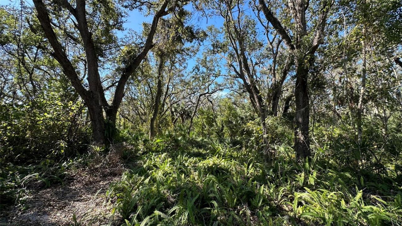 1676 Hermosa Drive, Palm Harbor, FL 34683 Photo