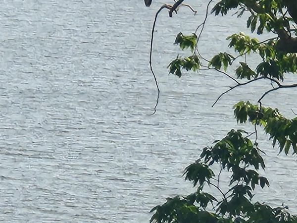 lot 5 Lillians Way, Rogersville, AL 35652