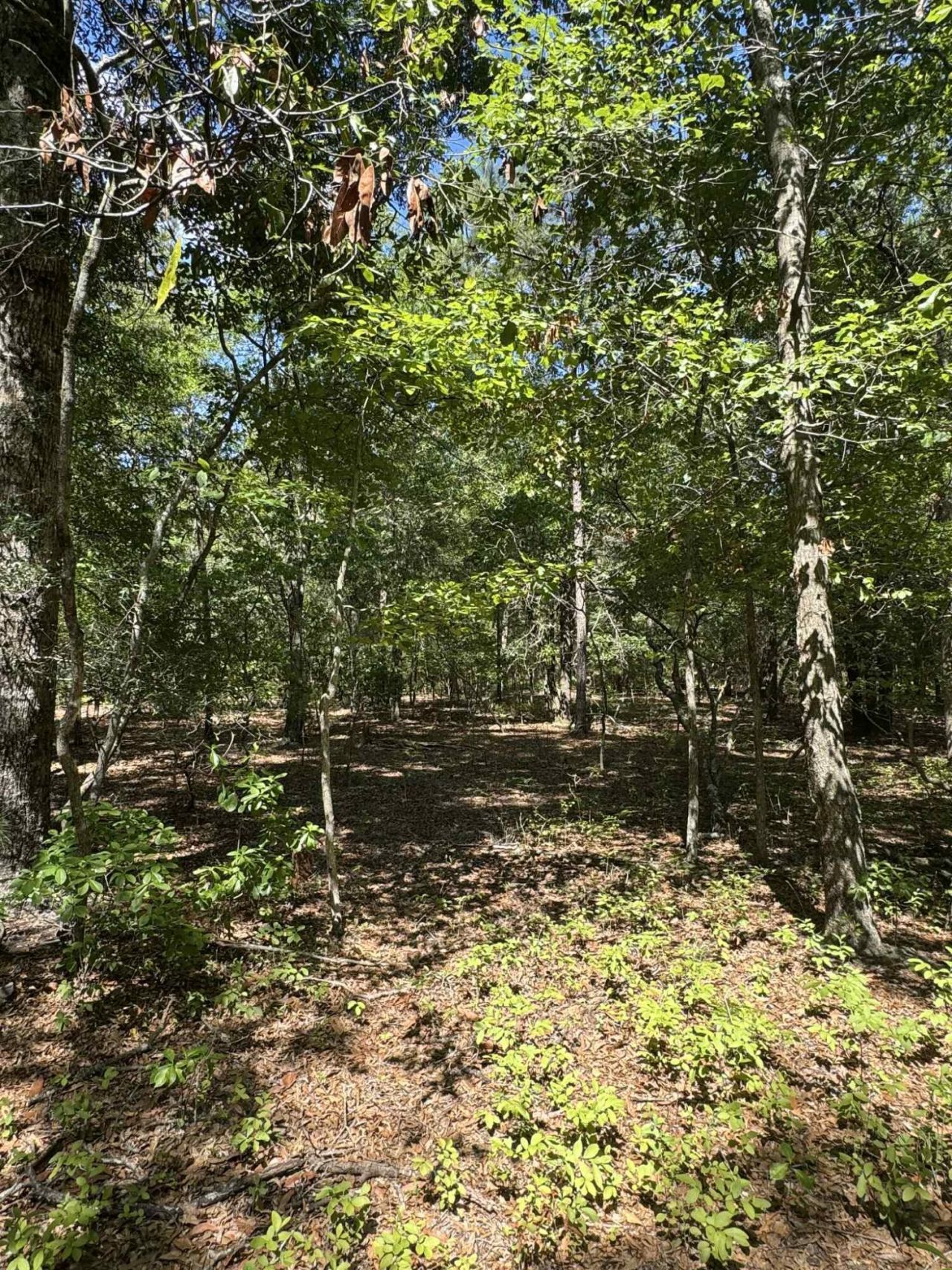 6110 Hosanna Way Photo 5