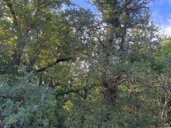 Lot 707 S Lakes Drive, May, TX 76857