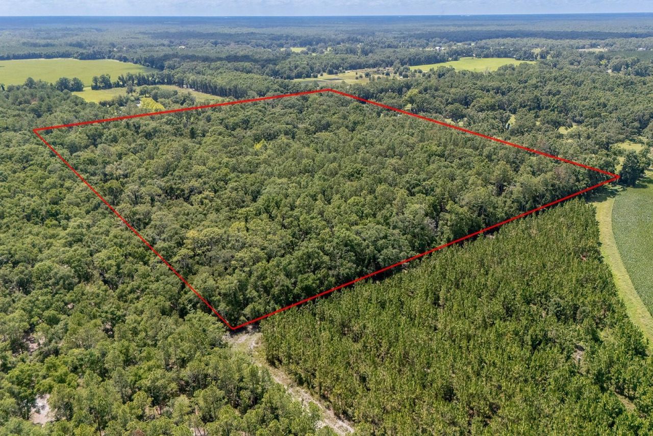 8289 NE Highway 349, Old Town, FL 32680 Photo