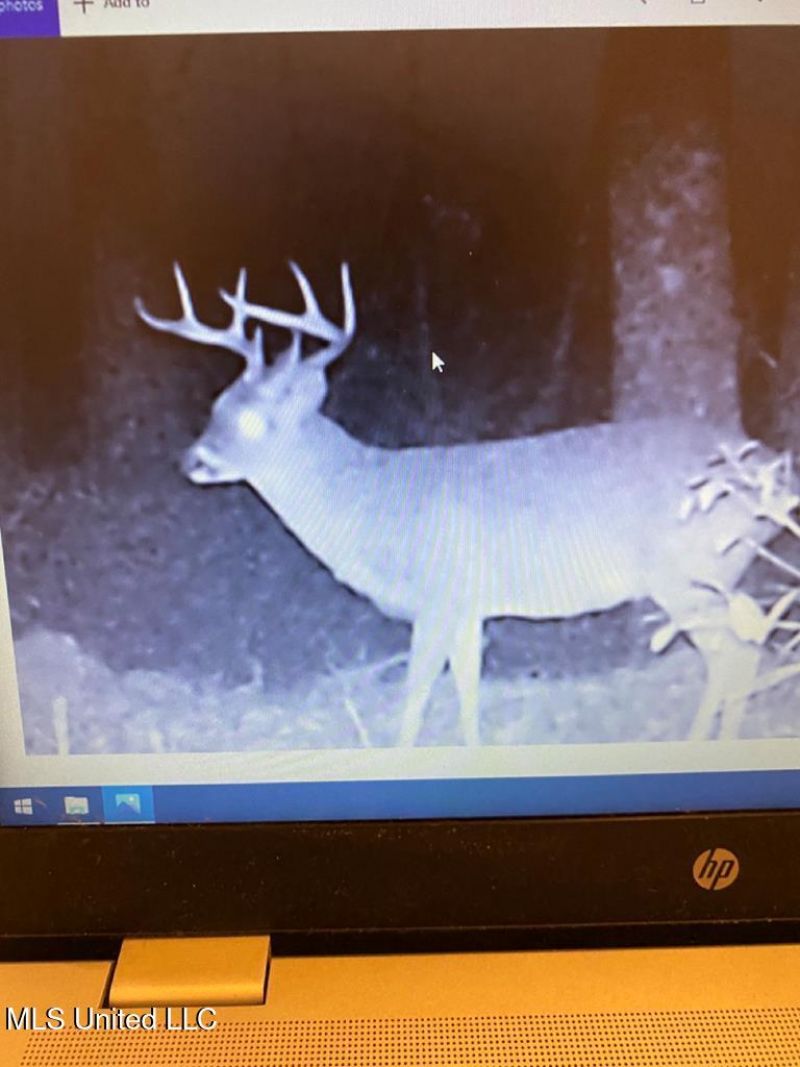 2898 Whetstone Road, Woodville, MS 39669 Main Photo