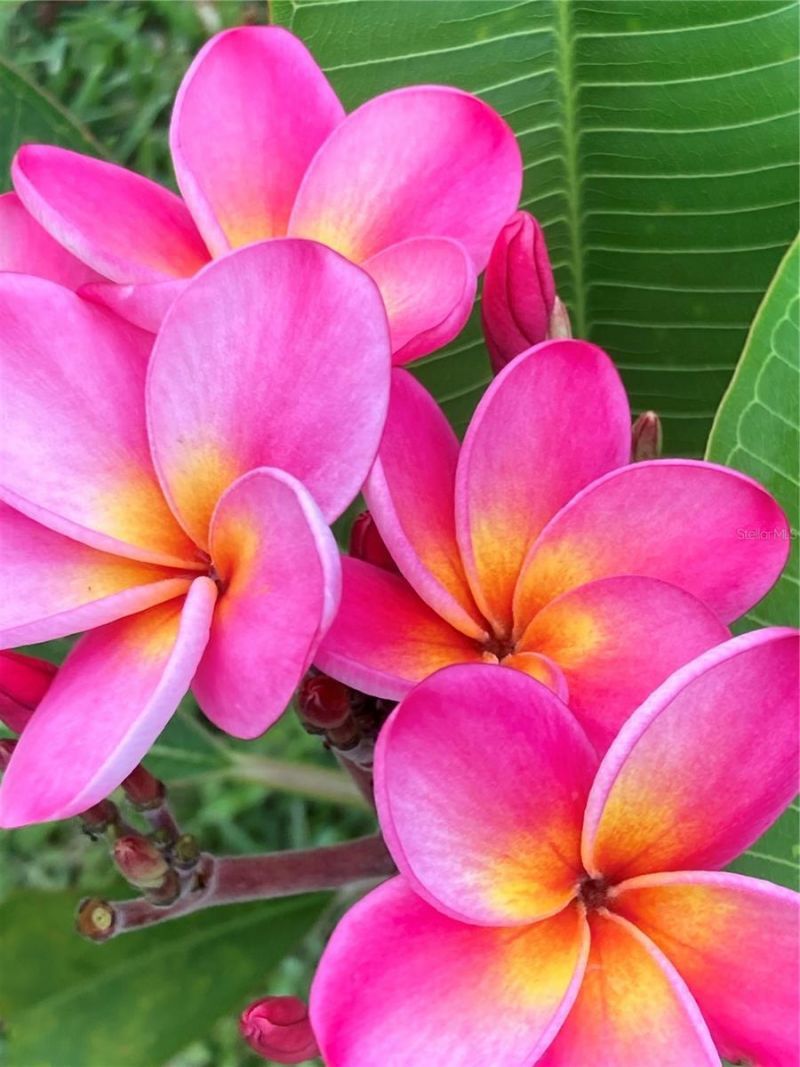 232 Darst Avenue, Punta Gorda, FL 33950 Photo