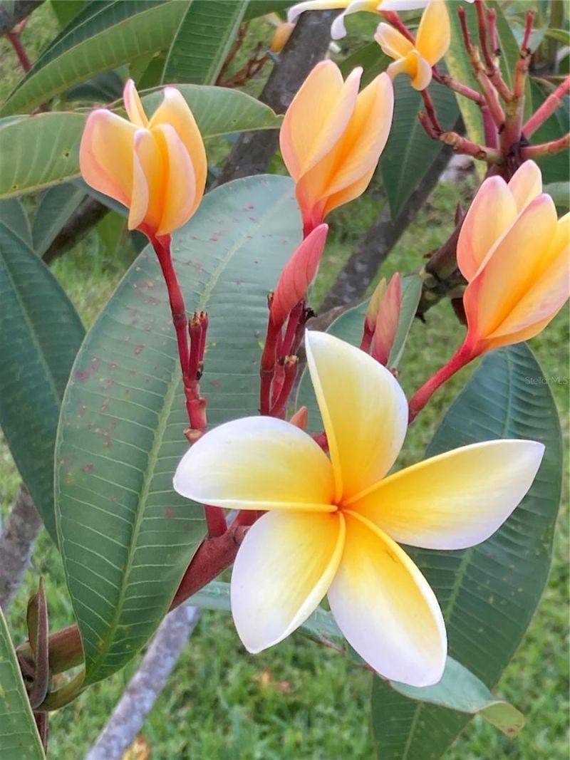 232 Darst Avenue, Punta Gorda, FL 33950 Photo