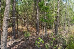 0 Lost Horn Road  photo 4