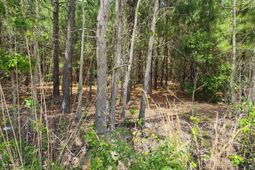 0 Lost Horn Road  photo 4