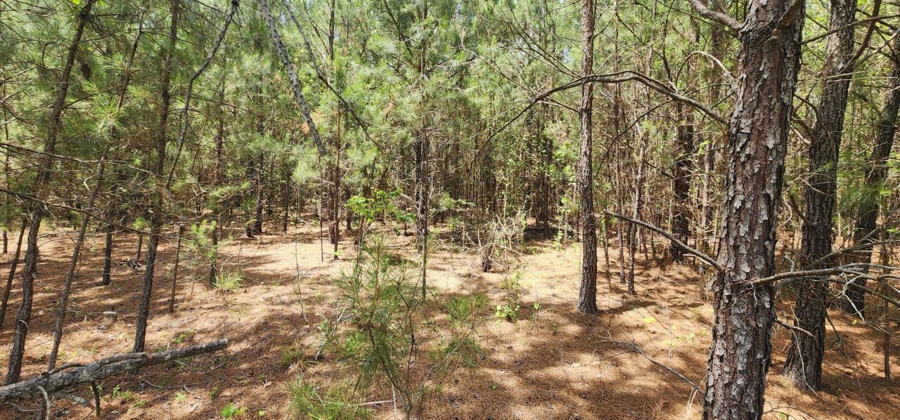 0 Lost Horn Road  Photo 7