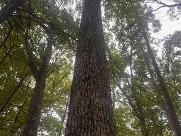 0 E Meinert Road, Holton, MI 49425