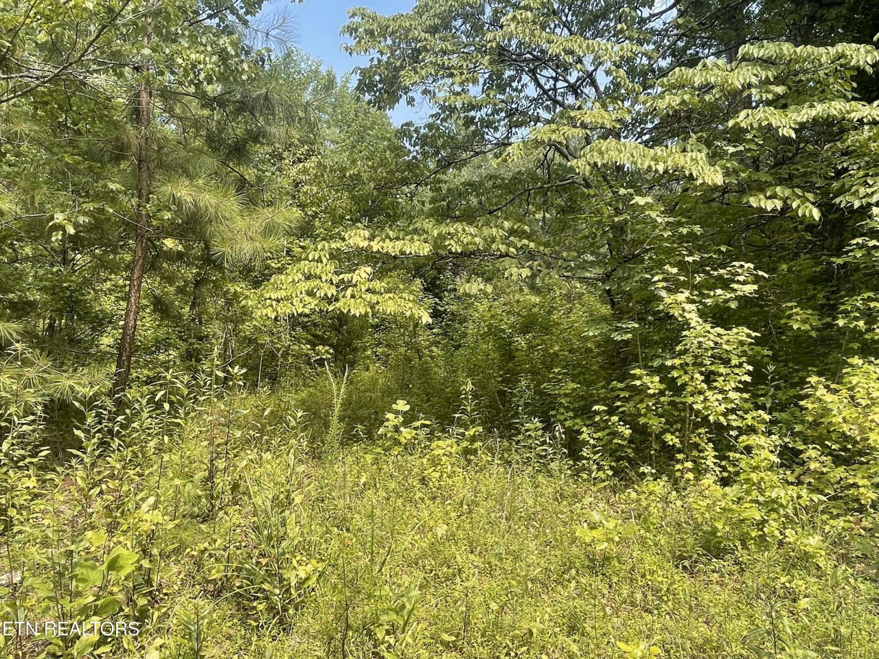 282 County Road 285, Niota, TN 37826 Main Photo