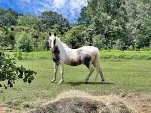 781 Clydeville Lane Photo 5