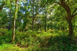 0000 Arsburn Road photo 4