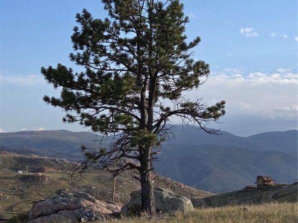 443 Meadow Mountain Drive, Livermore, CO 80536