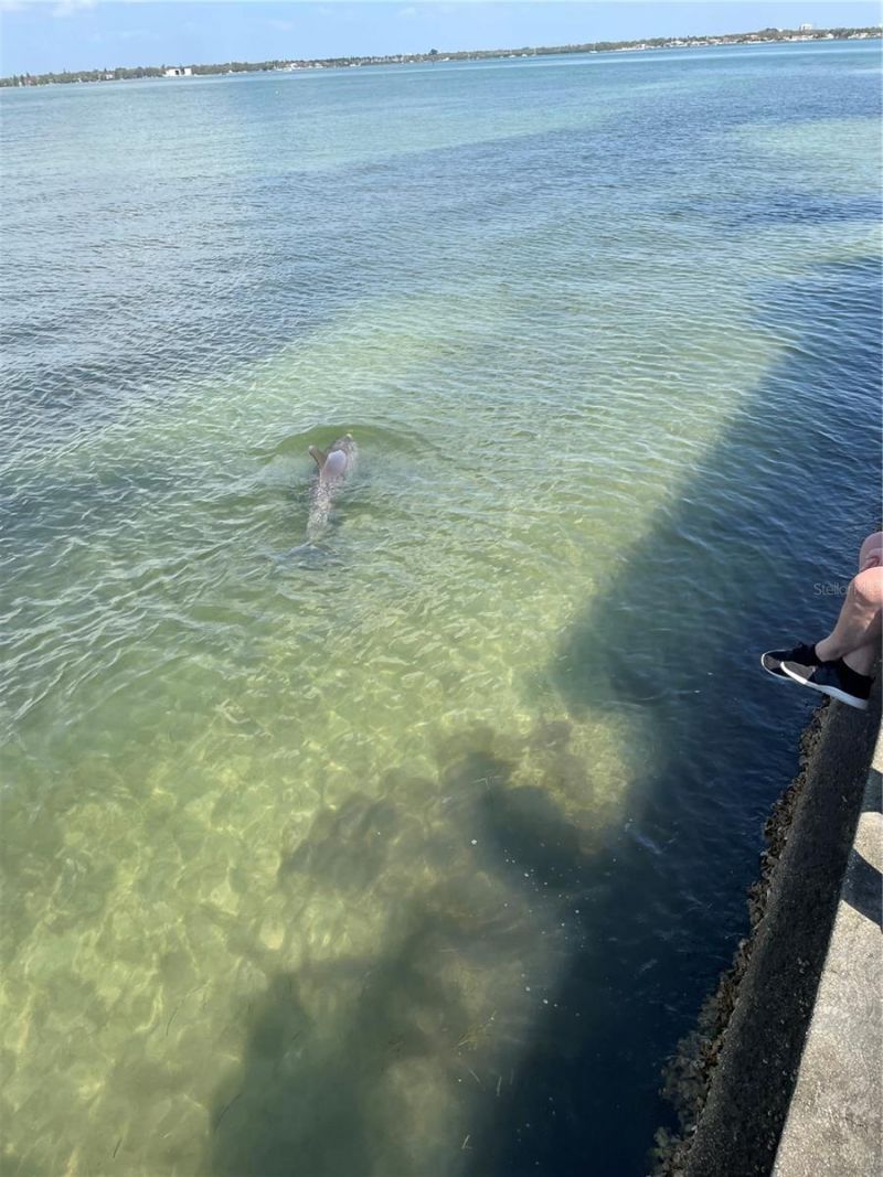 5151 Isla Key Boulevard S, Unit 220, Saint Petersburg, FL 33715 Photo