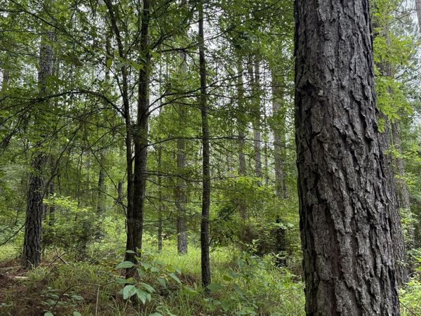 Lake Road, Duck Hill, MS 38925