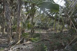 916 E Ashley Avenue photo 4