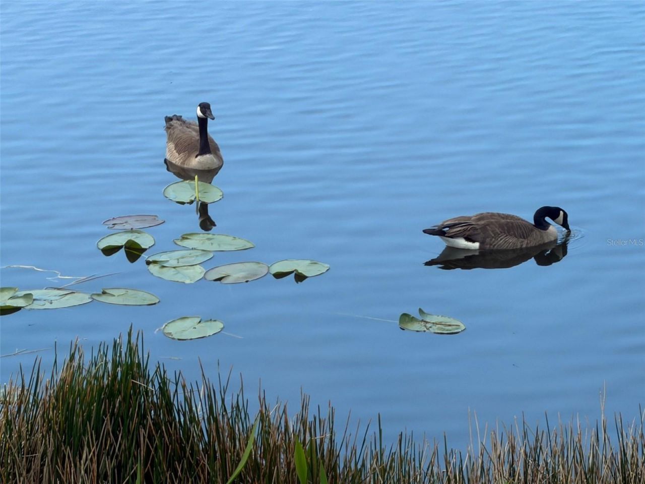 6444 7th Avenue Circle W, Unit 6444, Bradenton, FL 34209 Photo