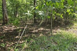 Lot 2a M W Rickenbaker Road photo 4