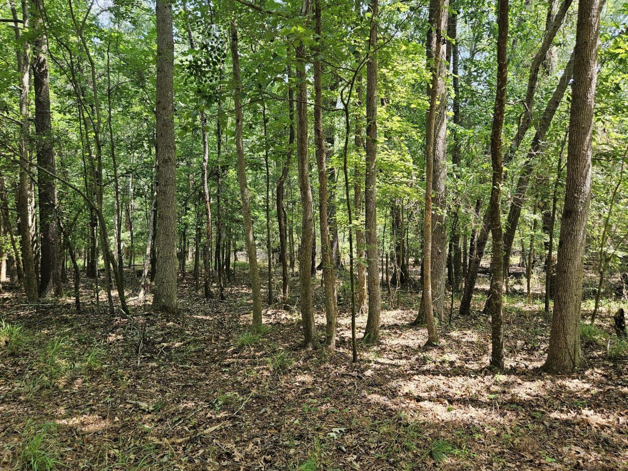 Lot 2a M W Rickenbaker Road Photo 7