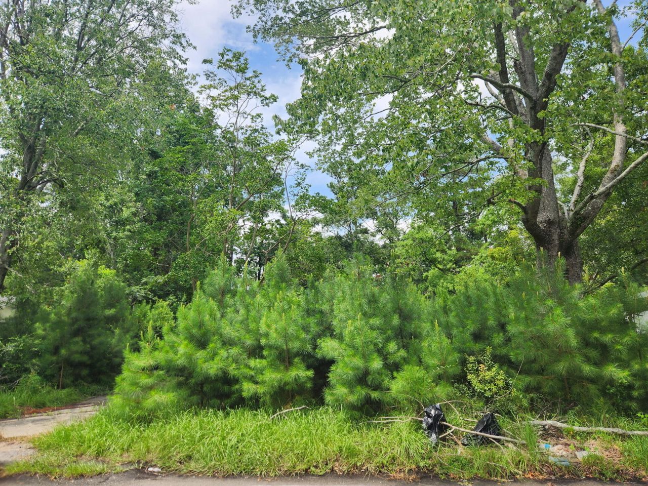 102 Hope Drive Photo 4