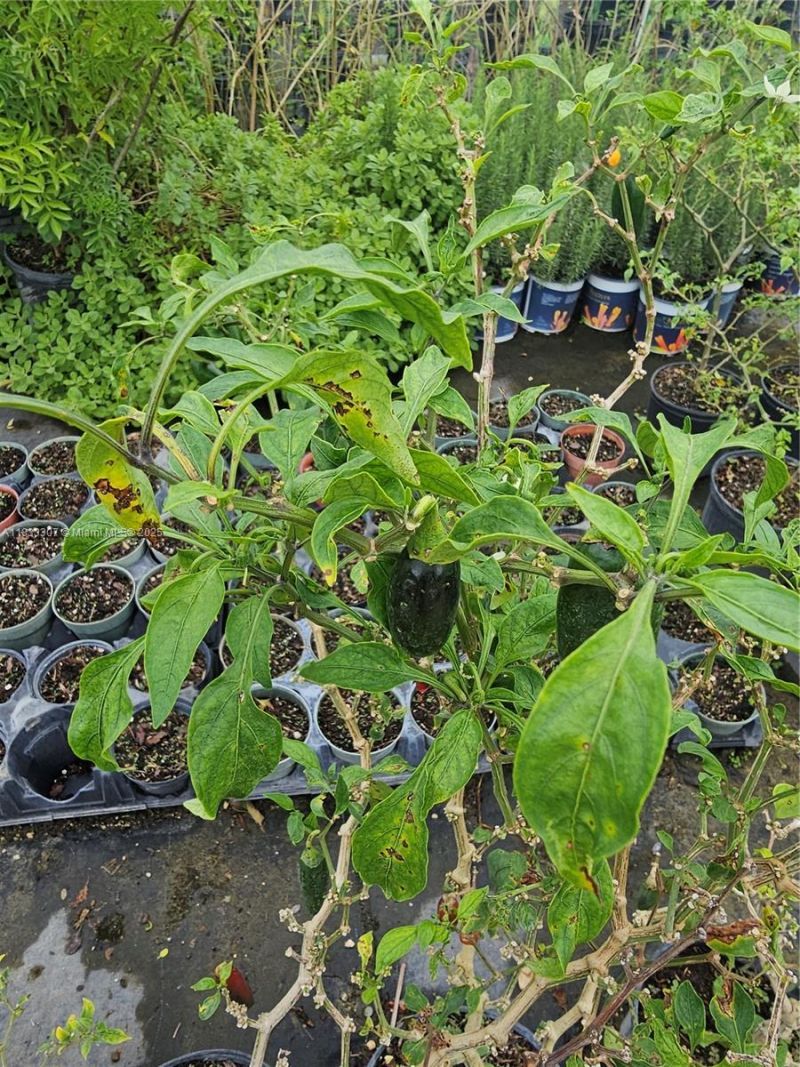 31875 SW 197th Ave, Homestead, FL 33030 Photo