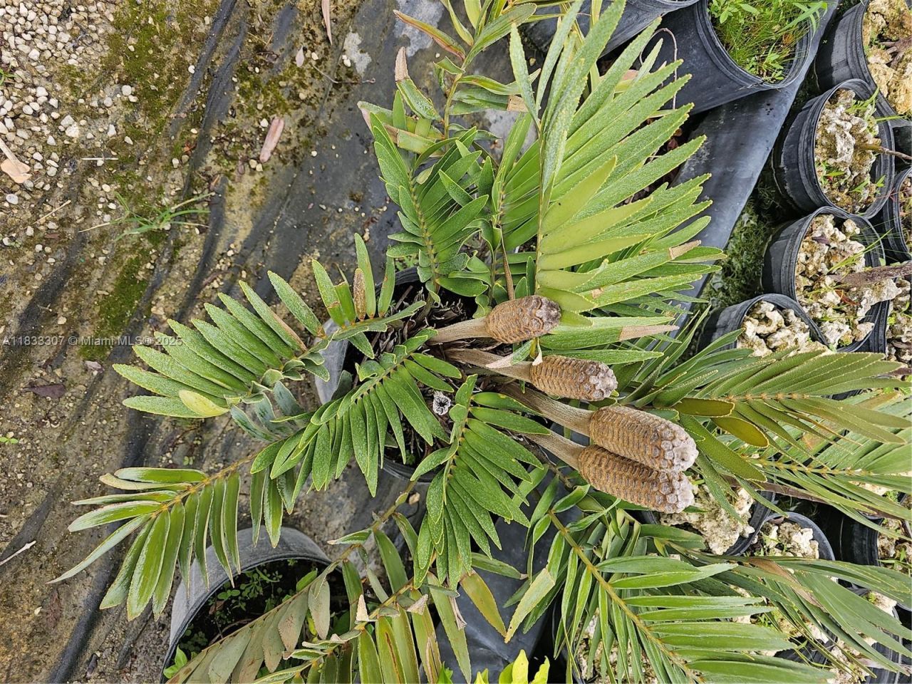 31875 SW 197th Ave, Homestead, FL 33030 Photo