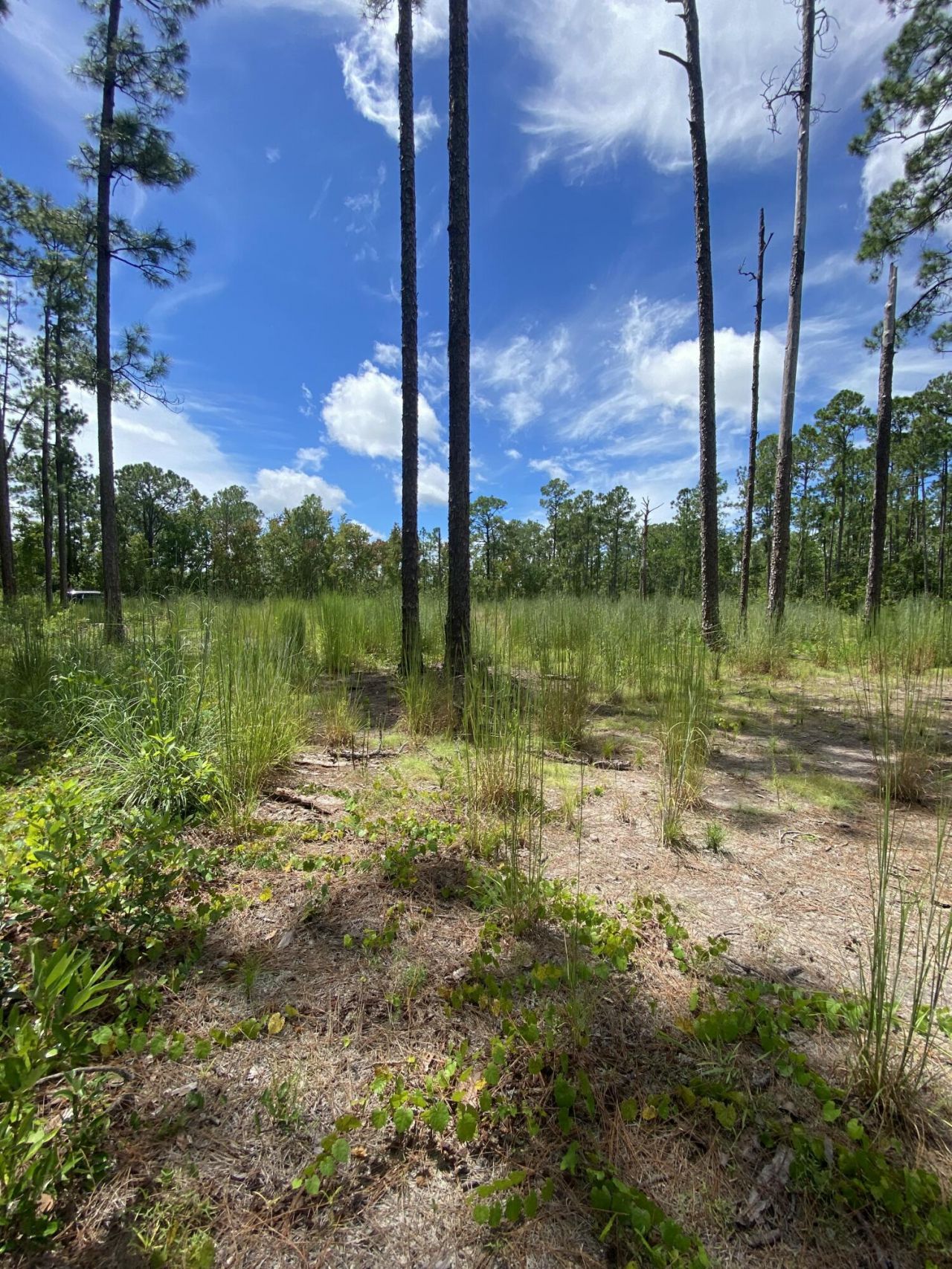 418 Gaillardia Drive, Lake Wales, FL 33855 Photo