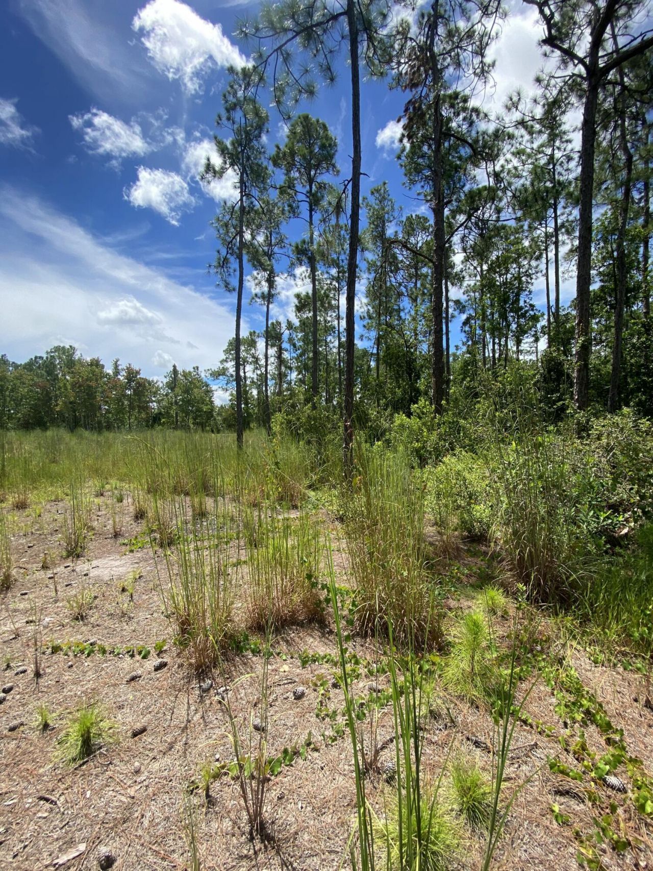 418 Gaillardia Drive, Lake Wales, FL 33898 Photo