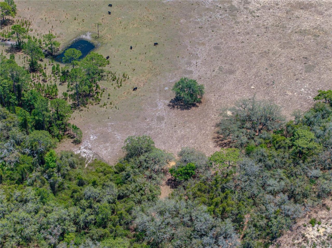 10790 Jim Edwards Road, Haines City, FL 33844 Photo