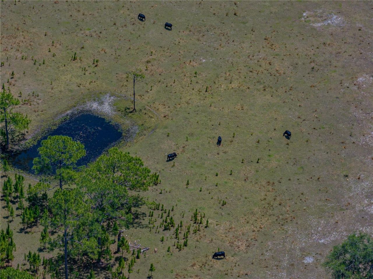 10790 Jim Edwards Road, Haines City, FL 33844 Photo