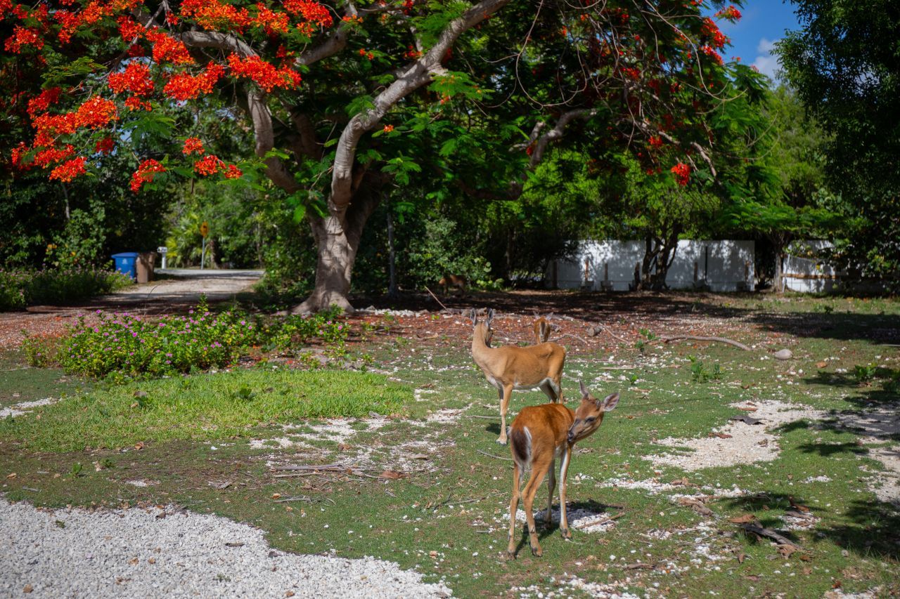 2231 Middle Torch Road, Middle Torch Key, FL 33042 Photo