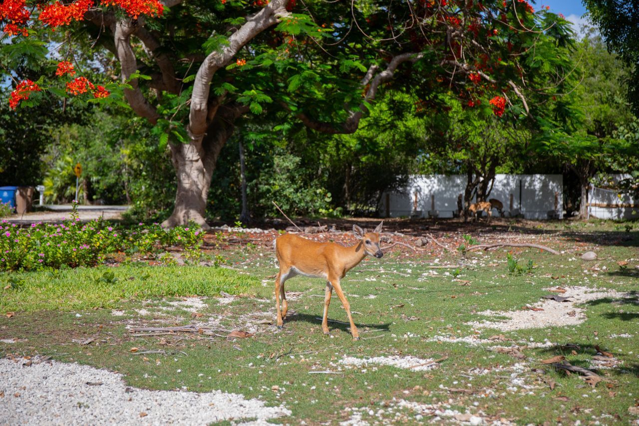 2231 Middle Torch Road, Middle Torch Key, FL 33042 Photo