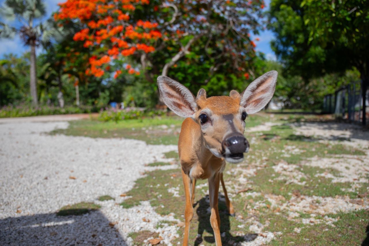 2231 Middle Torch Road, Middle Torch Key, FL 33042 Photo
