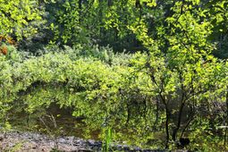 01 Foreever Eclipse Ln photo 4