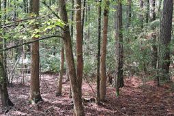 01 Foreever Eclipse Ln photo 4