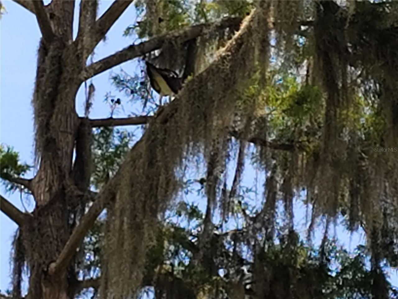 876 Cr 467, Lake Panasoffkee, FL 33538 Photo