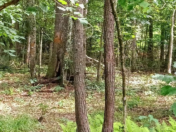 776 Pine Road, Pikeville, TN 37367