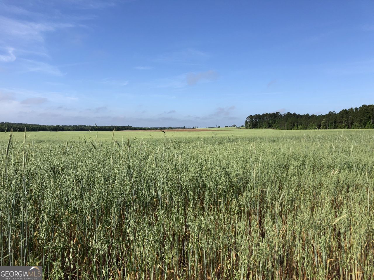 0 Hwy 257, Chester, GA 31012 Main Photo