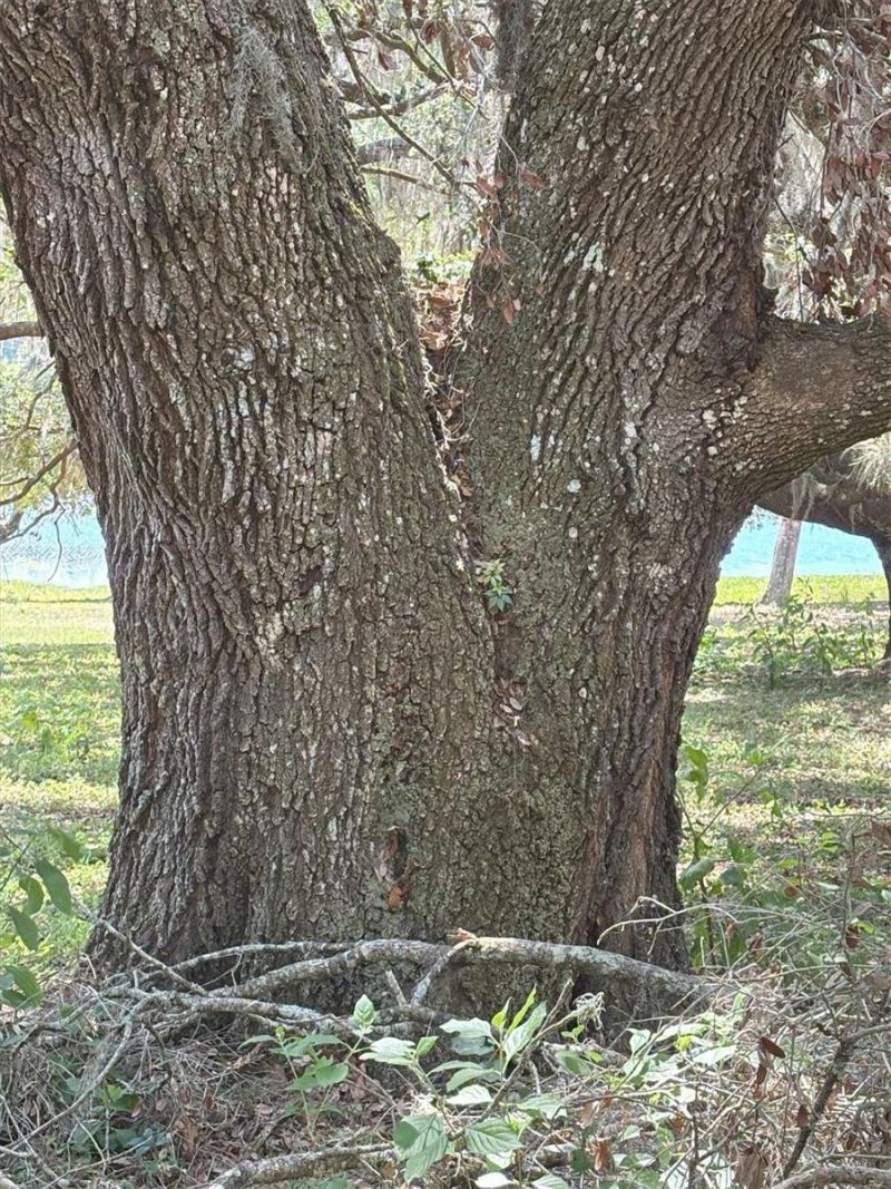 Church Road, Brooksville, FL 34602 Photo